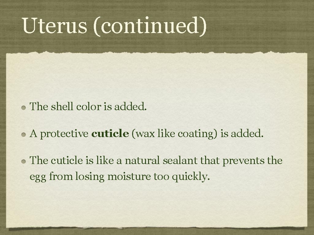 Uterus (continued) The shell color is added. A protective cuticle (wax like coating) is