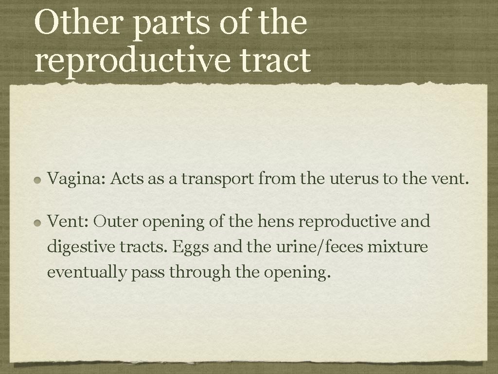 Other parts of the reproductive tract Vagina: Acts as a transport from the uterus