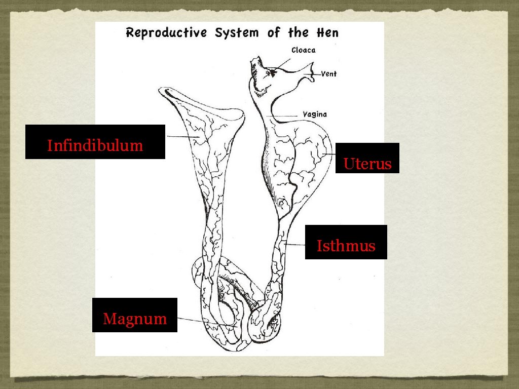 Infindibulum Uterus Isthmus Magnum 