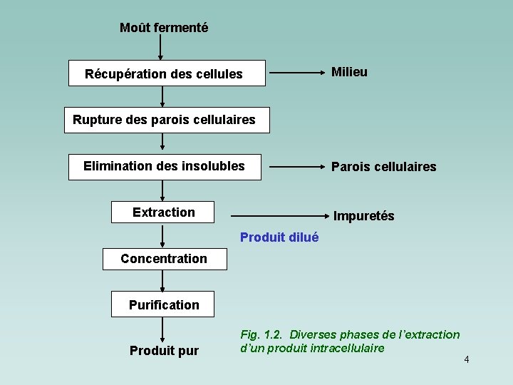 Moût fermenté Récupération des cellules Milieu Rupture des parois cellulaires Elimination des insolubles Extraction Moût fermenté Récupération des cellules Milieu Rupture des parois cellulaires Elimination des insolubles Extraction