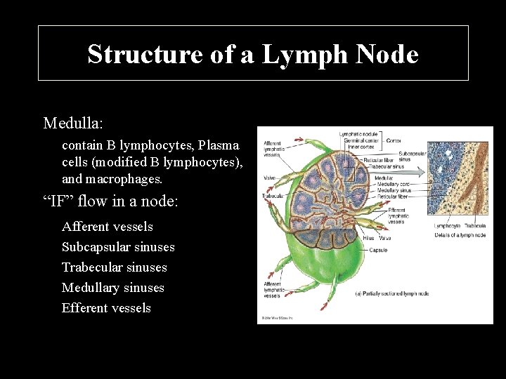 Structure of a Lymph Node Medulla: contain B lymphocytes, Plasma cells (modified B lymphocytes),