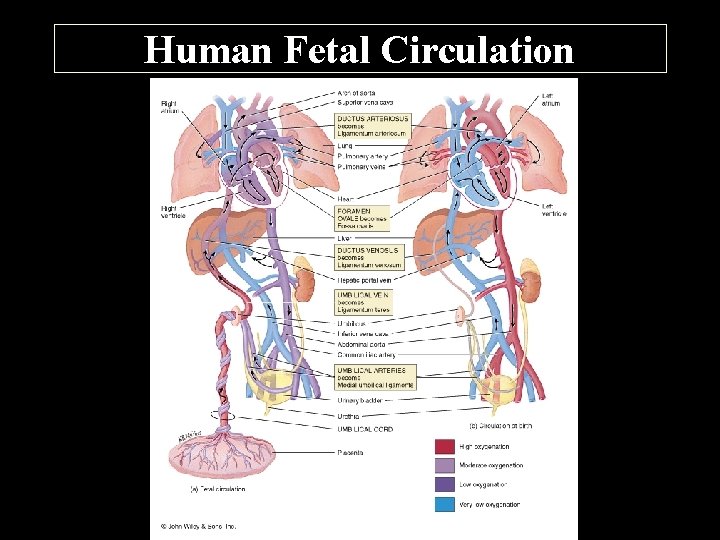 Human Fetal Circulation 
