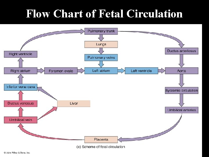 Flow Chart of Fetal Circulation 