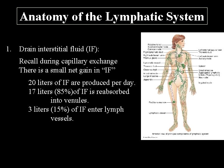 Anatomy of the Lymphatic System 1. Drain interstitial fluid (IF): Recall during capillary exchange