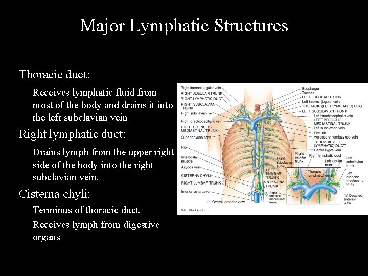 Major Lymphatic Structures Thoracic duct: Receives lymphatic fluid from most of the body and