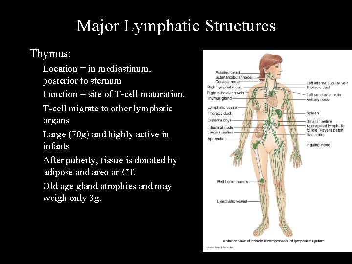 Major Lymphatic Structures Thymus: Location = in mediastinum, posterior to sternum Function = site
