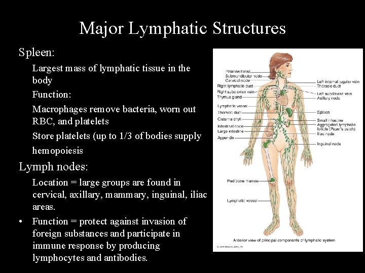 Major Lymphatic Structures Spleen: Largest mass of lymphatic tissue in the body Function: Macrophages
