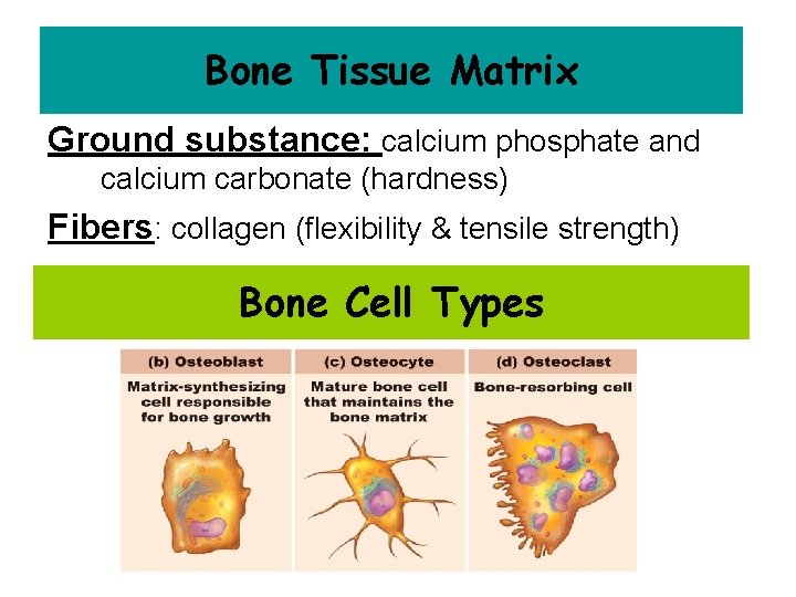 Bone Tissue Matrix Ground substance: calcium phosphate and calcium carbonate (hardness) Fibers: collagen (flexibility