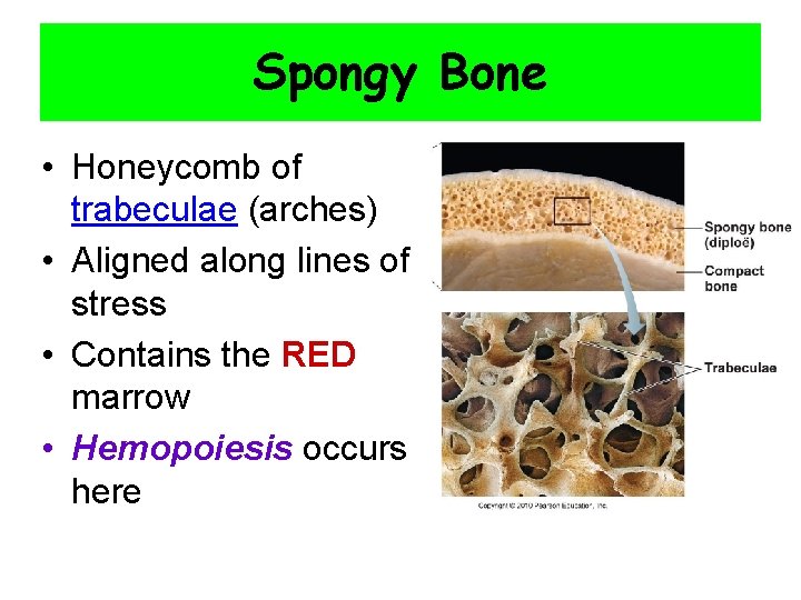 Spongy Bone • Honeycomb of trabeculae (arches) • Aligned along lines of stress •