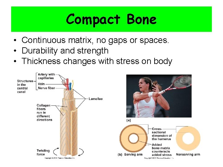 Compact Bone • Continuous matrix, no gaps or spaces. • Durability and strength •