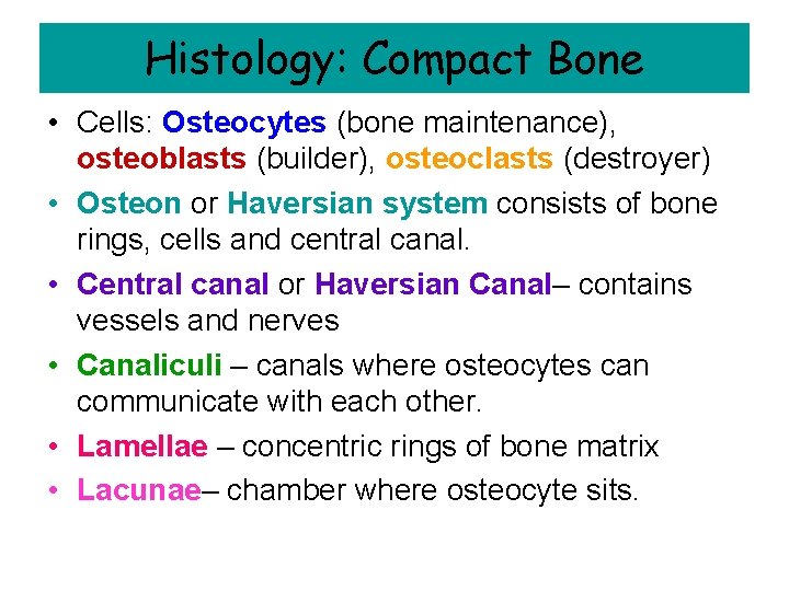 Histology: Compact Bone • Cells: Osteocytes (bone maintenance), osteoblasts (builder), osteoclasts (destroyer) • Osteon