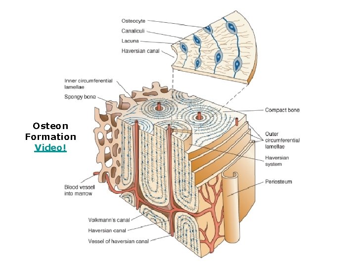 Osteon Formation Video! 