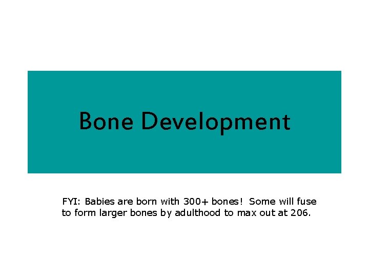 Bone Development FYI: Babies are born with 300+ bones! Some will fuse to form