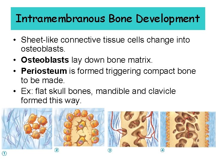 Intramembranous Bone Development • Sheet-like connective tissue cells change into osteoblasts. • Osteoblasts lay