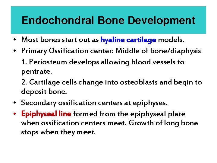 Endochondral Bone Development • Most bones start out as hyaline cartilage models. • Primary