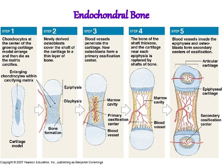 Endochondral Bone 