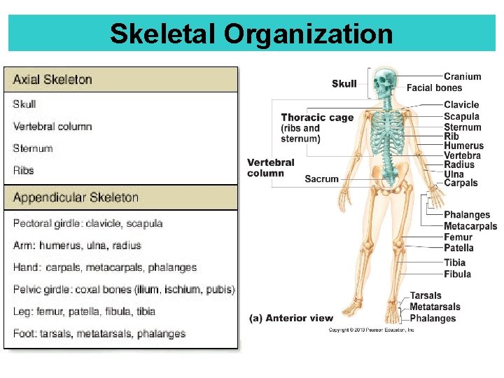 Skeletal Organization 80 bones! 