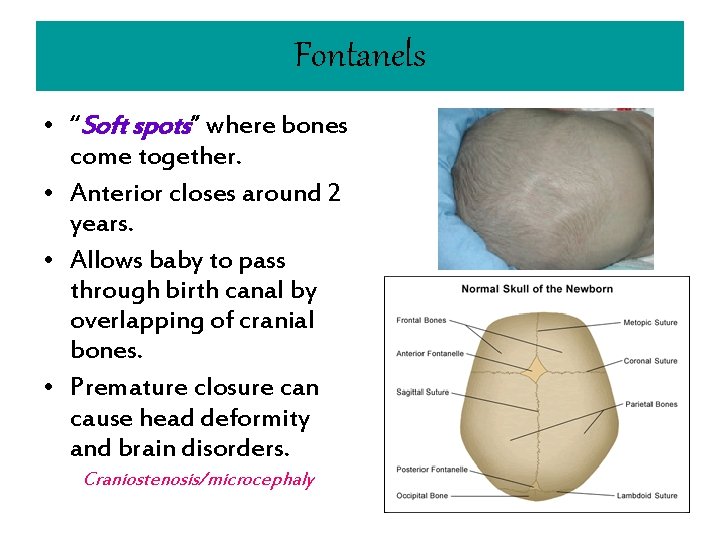 Fontanels • “Soft spots” where bones come together. • Anterior closes around 2 years.