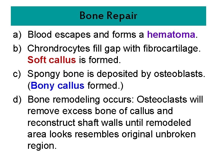 Bone Repair a) Blood escapes and forms a hematoma. b) Chrondrocytes fill gap with