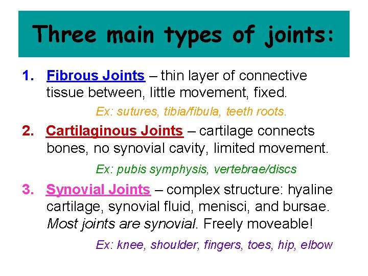 Three main types of joints: 1. Fibrous Joints – thin layer of connective tissue