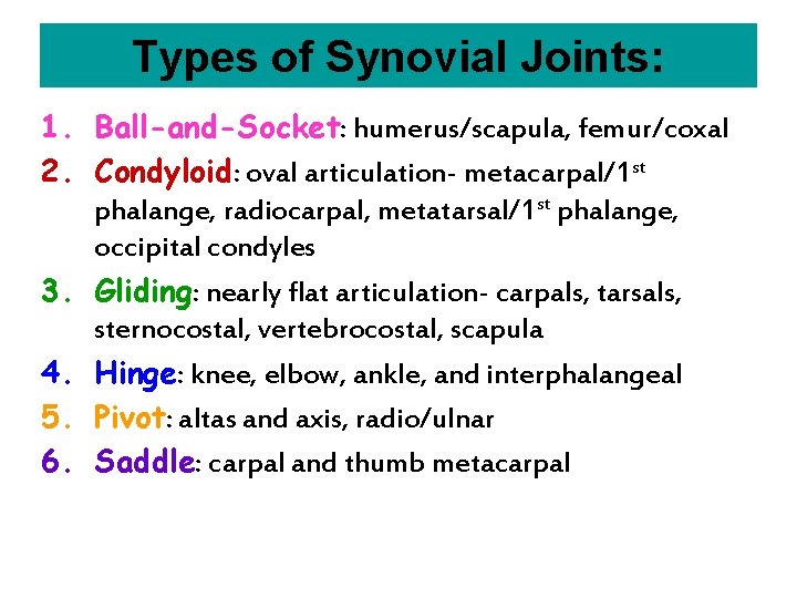 Types of Synovial Joints: 1. Ball-and-Socket: humerus/scapula, femur/coxal 2. Condyloid: oval articulation- metacarpal/1 st