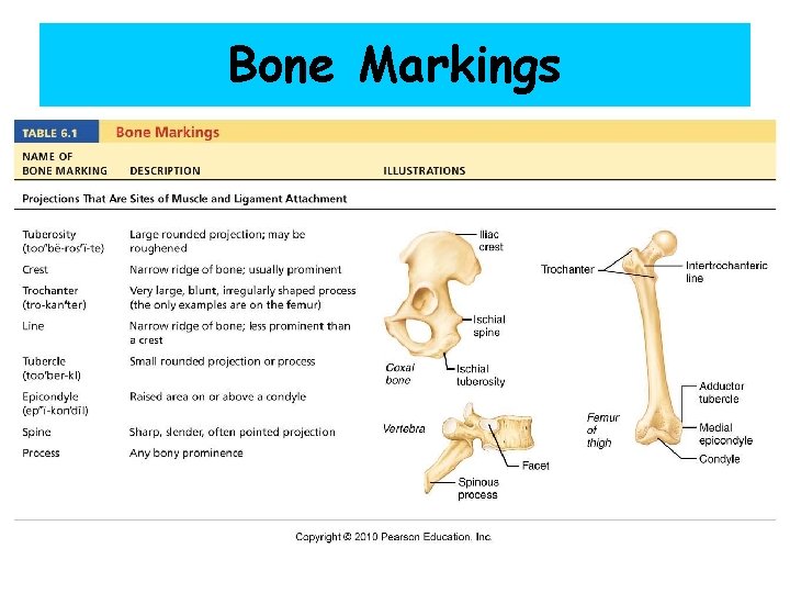 Bone Markings 