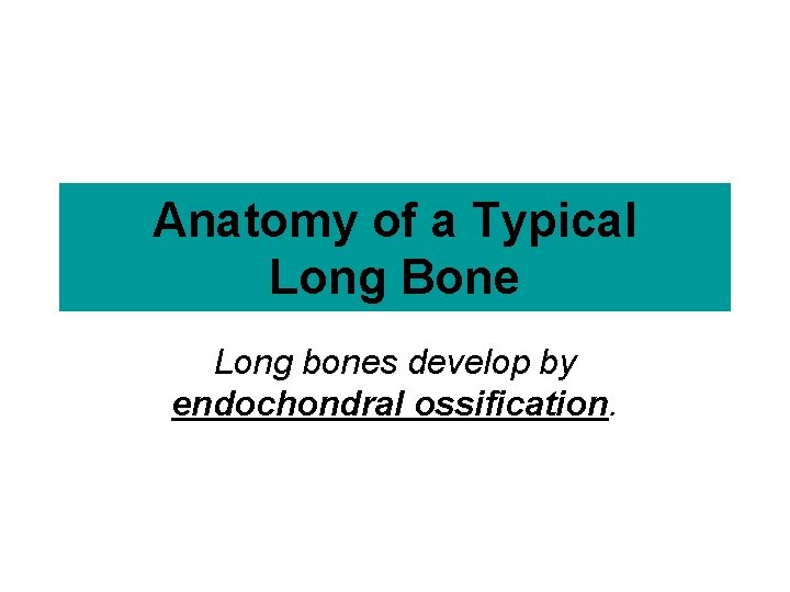Anatomy of a Typical Long Bone Long bones develop by endochondral ossification. 