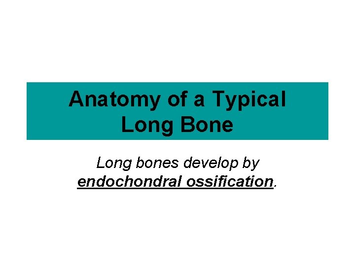 Anatomy of a Typical Long Bone Long bones develop by endochondral ossification. 