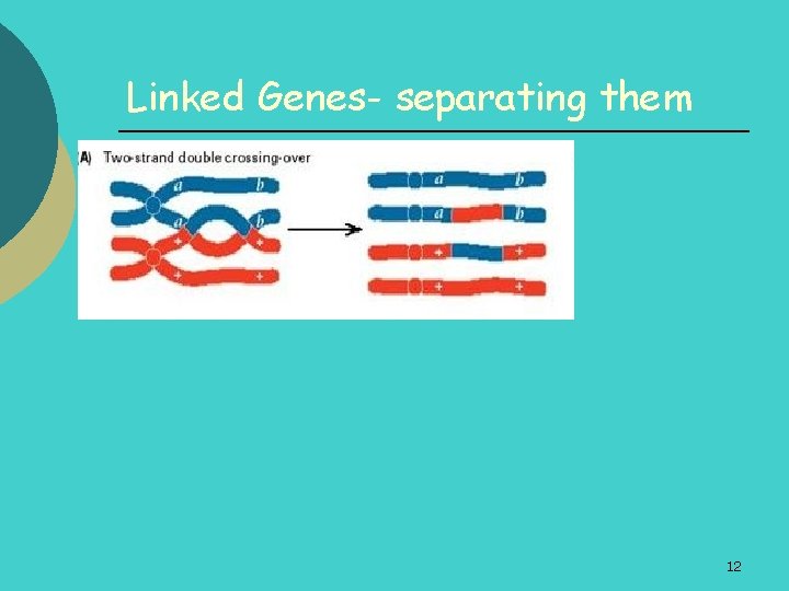 Linked Genes- separating them 12 