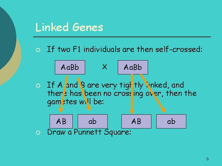 Linked Genes ¡ If two F 1 individuals are then self-crossed: Aa. Bb ¡