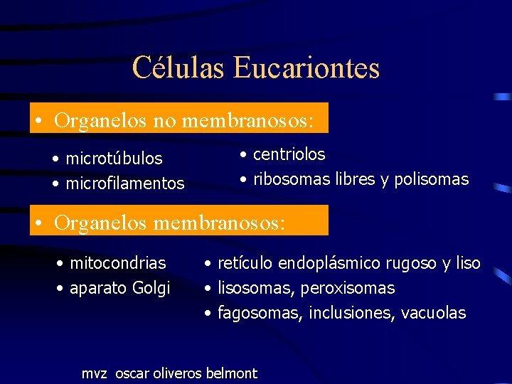 Células Eucariontes • Organelos no membranosos: • microtúbulos • microfilamentos • centriolos • ribosomas