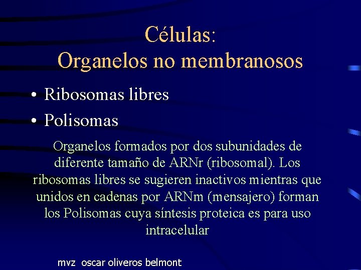 Células: Organelos no membranosos • Ribosomas libres • Polisomas Organelos formados por dos subunidades