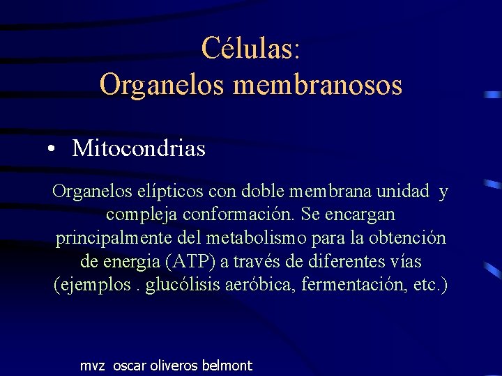 Células: Organelos membranosos • Mitocondrias Organelos elípticos con doble membrana unidad y compleja conformación.