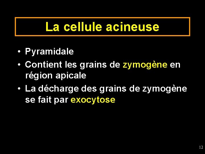 La cellule acineuse • Pyramidale • Contient les grains de zymogène en région apicale