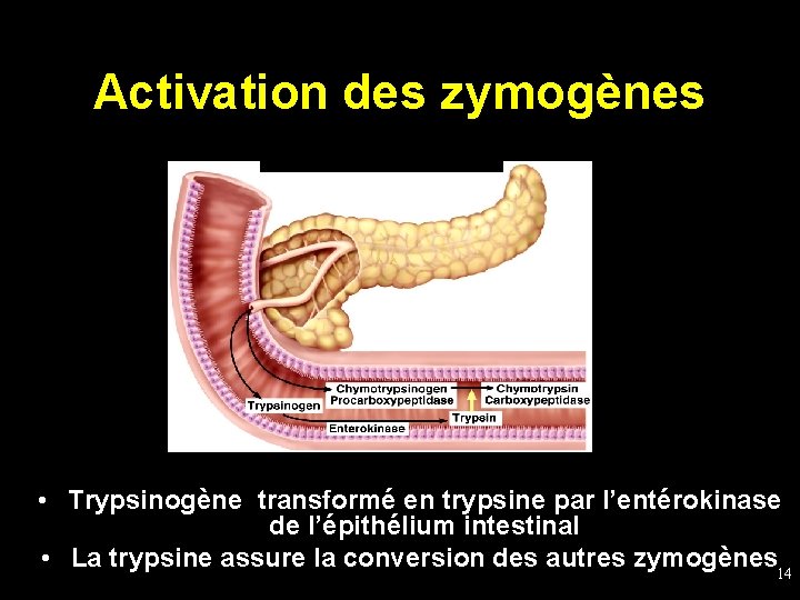 Activation des zymogènes • Trypsinogène transformé en trypsine par l’entérokinase de l’épithélium intestinal •