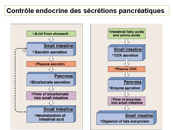 Contrôle endocrine des sécrétions pancréatiques 27 