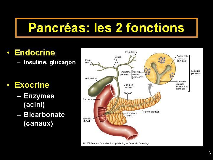 Pancréas: les 2 fonctions • Endocrine – Insuline, glucagon • Exocrine – Enzymes (acini)