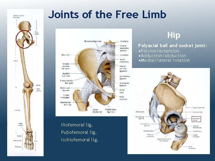 Joints of the Free Limb Hip Polyaxial ball and socket joint: • Felxion/extension •