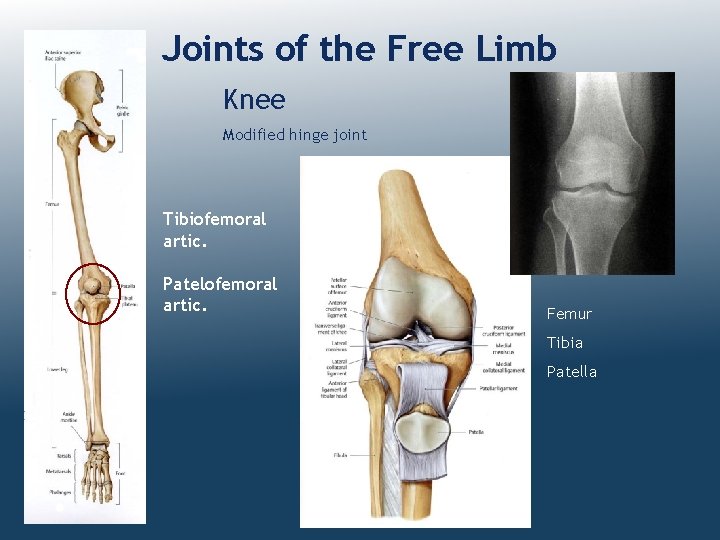 Joints of the Free Limb Knee Modified hinge joint Tibiofemoral artic. Patelofemoral artic. Femur