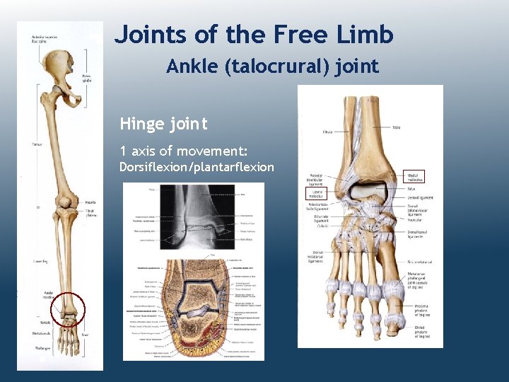 Joints of the Free Limb Ankle (talocrural) joint Hinge joint 1 axis of movement: