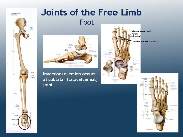 Joints of the Free Limb Foot Interphalangeal joints: Distal Proximal metatarsophalangeal joints Inversion/eversion occurs