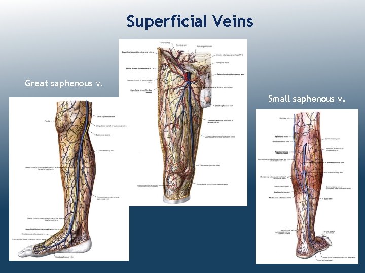 Superficial Veins Great saphenous v. Small saphenous v. 