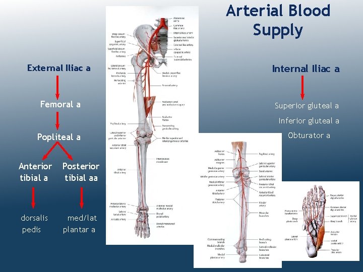 Arterial Blood Supply External Iliac a Internal Iliac a Femoral a Superior gluteal a