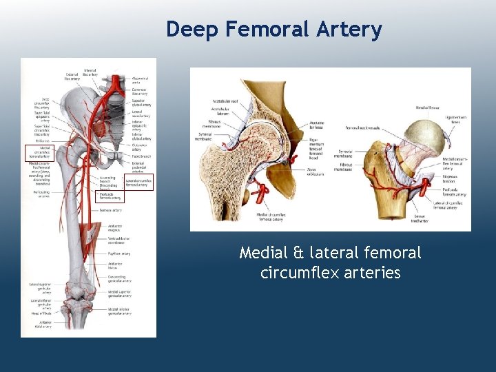 Deep Femoral Artery Medial & lateral femoral circumflex arteries 