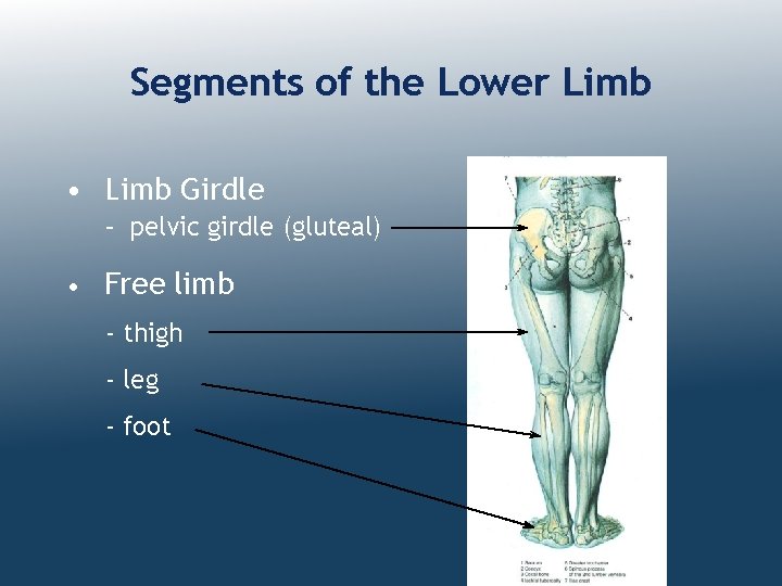 Segments of the Lower Limb • Limb Girdle – pelvic girdle (gluteal) • Free