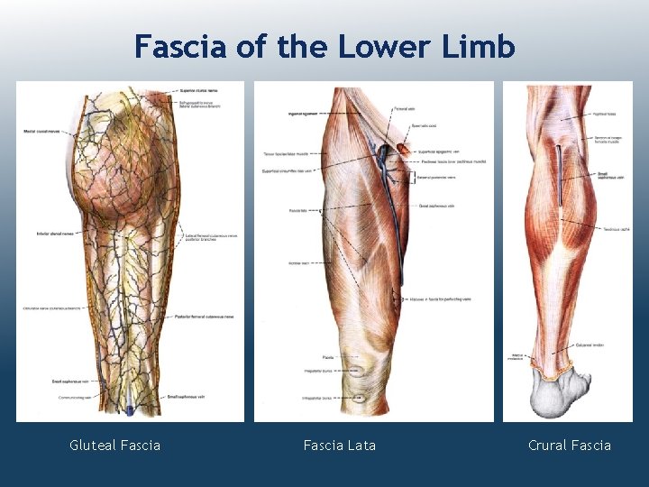 Fascia of the Lower Limb Gluteal Fascia Lata Crural Fascia 