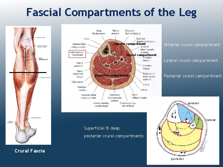 Fascial Compartments of the Leg anterior compartment Anterior crural compartment lateral compartment Lateral crural