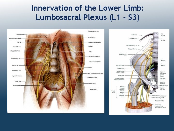 Innervation of the Lower Limb: Lumbosacral Plexus (L 1 - S 3) 