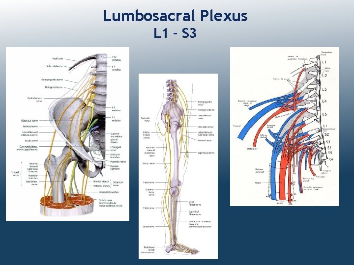 Lumbosacral Plexus L 1 - S 3 