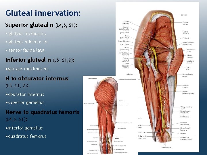Gluteal innervation: Superior gluteal n (L 4, 5, S 1): • gluteus medius m.